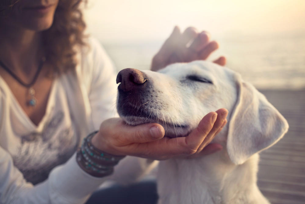 Tierkommunikation: Die versteckte Sprache der Tiere: Foto: © FCSCAFEINE / shutterstock / #423355195